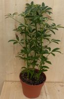 Schefflera Vingersboom Bont 60 cm - Warentuin Natuurlijk