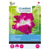 3 stuks Flowering climbers ipomoea dubbel rose