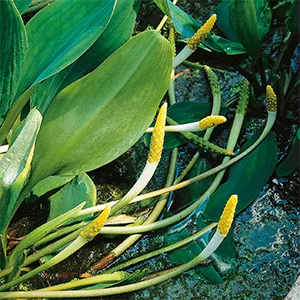 Goudknots / Orontium aquaticum
