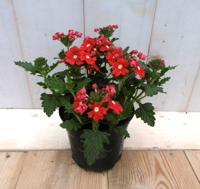 3 stuks! Verbena Rood eenjarig Warentuin Natuurlijk - Warentuin natuurlijk
