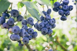 Blauwe bosbes &apos;Hortblue Petite&apos;