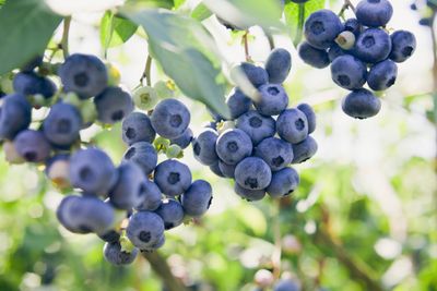Blauwe bosbes &apos;Hortblue Petite&apos;