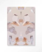 Sand Fox