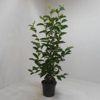 Magnolia Soulangeana - 125 - 150 cm - 4 stuks