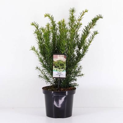Taxus media farmen 25-30 cm - Warentuin natuurlijk