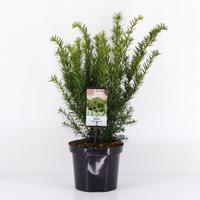 Taxus media farmen 25-30 cm - Warentuin natuurlijk Taxus media farmen 25-30 cm - Warentuin natuurlijk