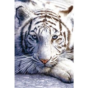 Poster witte tijger 61 x 91 cm