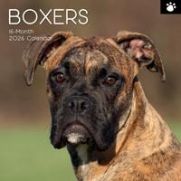 Boxer Kalender 2026