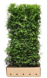 Kant en klaar haag Thuja occidentalis Brabant 100x200cm.