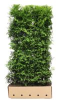 Kant en klaar haag Thuja occidentalis Brabant 100x200cm. Kant en klaar haag Thuja occidentalis Brabant 100x200cm.