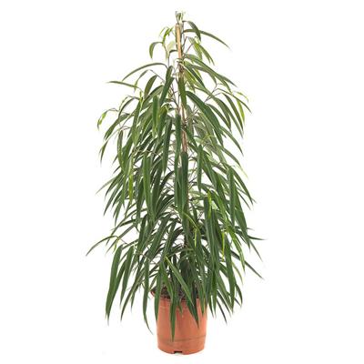 Ficus Alii (binnendijkii) - P 21 cm
