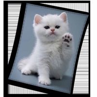 Fleece plaid kitten 150 x 200 cm - thumbnail