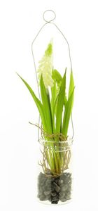 Muscari in glazen pot met hanger crème 24cm