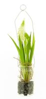 Muscari in glazen pot met hanger crème 24cm Muscari in glazen pot met hanger crème 24cm