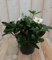 Kerstroos wit middel - Warentuin natuurlijk