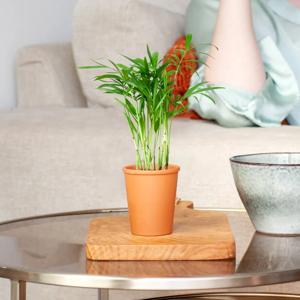 Mini Chamaedorea Elegans - Kamerpalm - P6