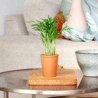 Mini Chamaedorea Elegans - Kamerpalm - P6