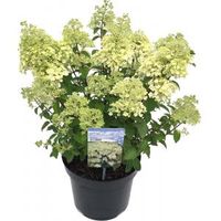 Hydrangea Paniculata "Bobo"® pluimhortensia - 30-35 cm - 1 stuks - thumbnail