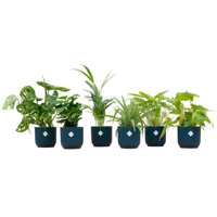 Verrassingsbox - 6 planten inclusief elho Vibes Fold Round Ø14 blauw - thumbnail