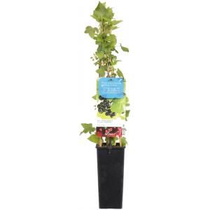 Zwarte bes (ribes nigrum) fruitplanten - In 2 liter pot - 1 stuks