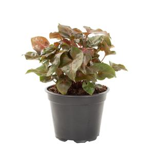 Syngonium Maria - P 12 cm