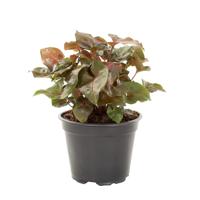 Syngonium Maria - P 12 cm