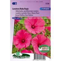 Bekermalva bloemzaden – Lavatera Ruby Regis - thumbnail