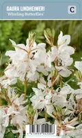 V.I.P.S. Gaura lindheimeri ''Elurra'' - Prachtkaars (P9) V.I.P.S. Gaura lindheimeri ''Elurra'' - Prachtkaars (P9)