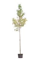 Bontbladige amberboom Liquidambar st. Silver King h 250 cm st. omtrek 8 cm - Warentuin Natuurlijk