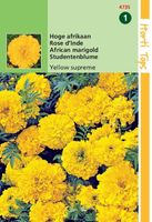 Tagetes Erecta Yellow Supreme Fl.Pl. - Hortitops