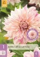 Dahlia cafe au lait twist