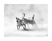 Rennende Zebra's Kunstdruk - thumbnail