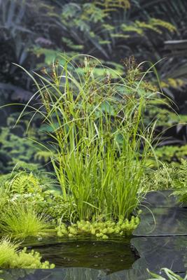 Lang Cypergras / Cyperus longus