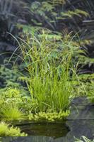 Lang Cypergras / Cyperus longus