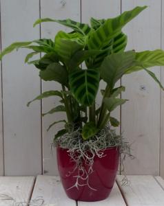 Calathea groen blad rode pot 40 cm - Warentuin natuurlijk