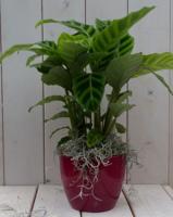 Calathea groen blad rode pot 40 cm - Warentuin natuurlijk