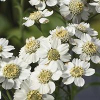 Wilde bertram (Achillea ptarmica) moerasplant - 6 stuks