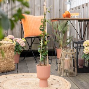 Trachelospermum Jasminoides - Toscaanse Jasmijn - P17