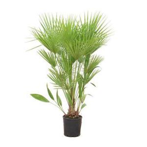 Chamaerops humilis - 170cm - Ø24