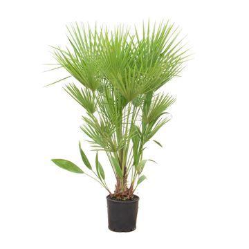 Chamaerops humilis - 170cm - Ø24