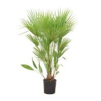 Chamaerops humilis - 170cm - Ø24