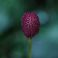 Gomphrena Kunsttak 65cm Burgundy