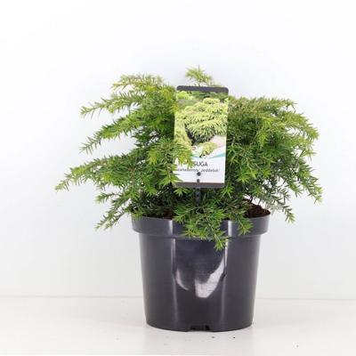 Tsuga canadensis jeddeloh 25-30 cm - Warentuin natuurlijk