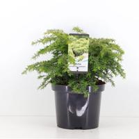 Tsuga canadensis jeddeloh 25-30 cm - Warentuin natuurlijk