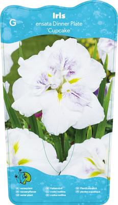 Japanese Iris / Iris Ensata Dinner plate Cupcake