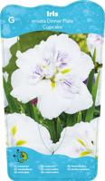 Japanese Iris / Iris Ensata Dinner plate Cupcake