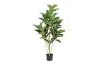 Ficus elastica S groen