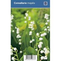 Lelietje-van-dalen (convallaria majalis) schaduwplant - 12 stuks - thumbnail