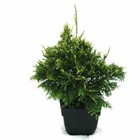 Reuzenlevensboom (Thuja plicata "Can-Can") conifeer