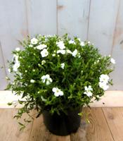 Arenaria bergzandkruid Warentuin Natuurlijk - Warentuin natuurlijk